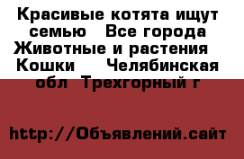 Красивые котята ищут семью - Все города Животные и растения » Кошки   . Челябинская обл.,Трехгорный г.